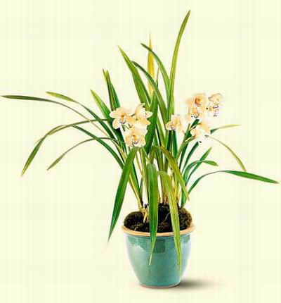 Argentinaflowers Funerals for Argentina