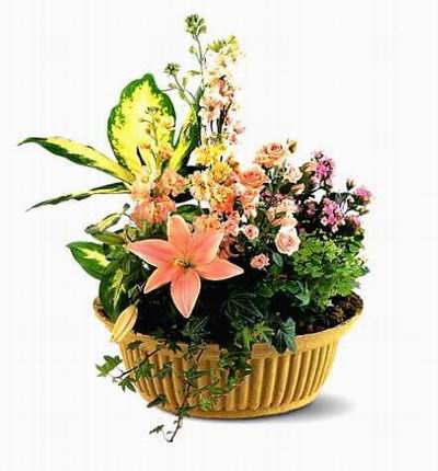 Argentinaflowers Funerals for Argentina