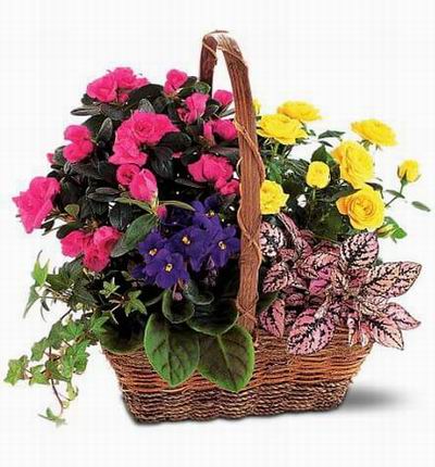 Argentinaflowers Funerals for Argentina