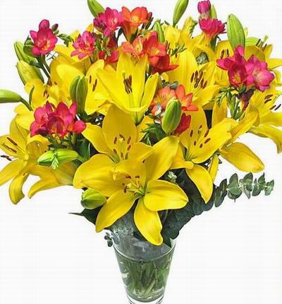 Hongkongroses Lilies for Hong Kong