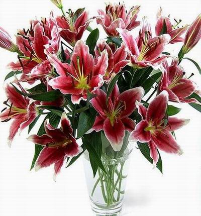 Hongkongflowerstore Lilies for Hong Kong