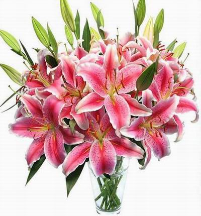 Hongkongroses Lilies for Hong Kong