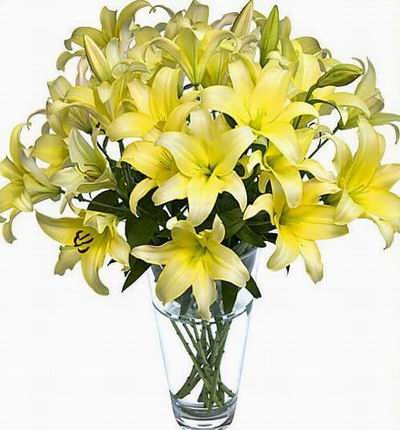Hongkongroses Lilies for Hong Kong