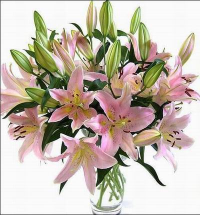 Hongkongroses Lilies for Hong Kong