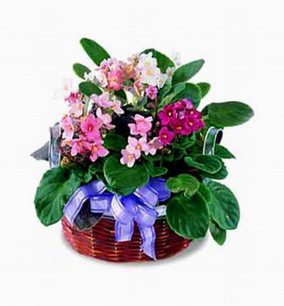 Beijing-flowers Baby new born gifts for Beijing