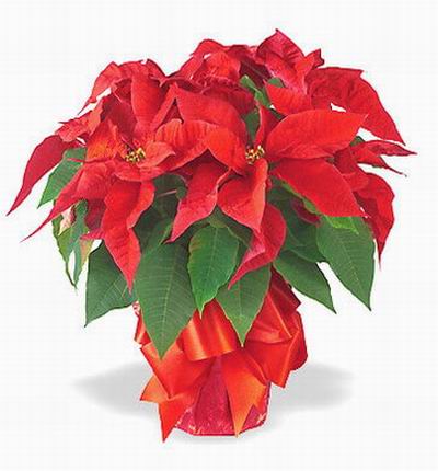Malaysiaroses Christmas for Malaysia