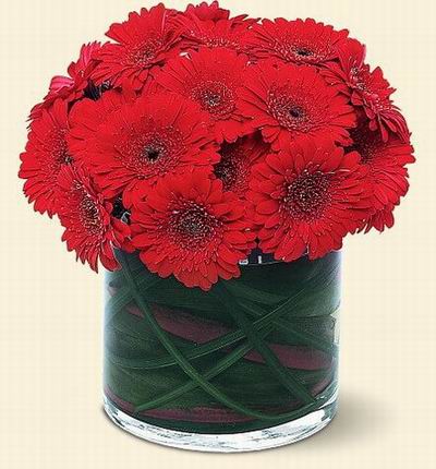 Asiaroses Premium flowers for Asia