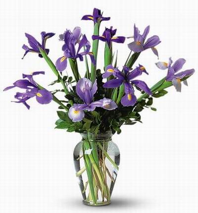 Floristcare Iris for Asia