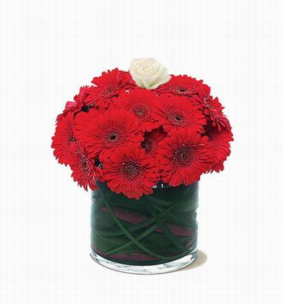 Asiaroses Carnations for Asia