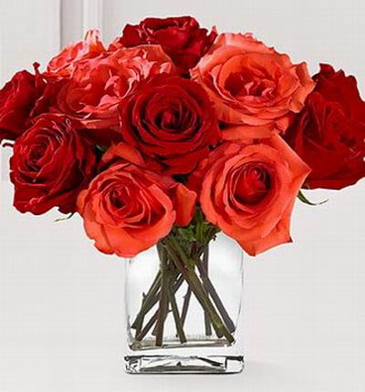 Malaysiaroses Roses for Malaysia