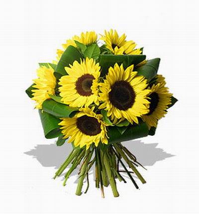 Asiaroses Sunflowers for Asia