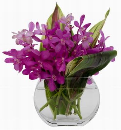 Singaporeroses Orchids for Singapore