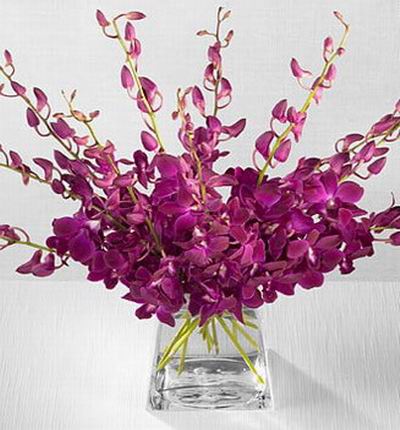 Singaporeroses Orchids for Singapore