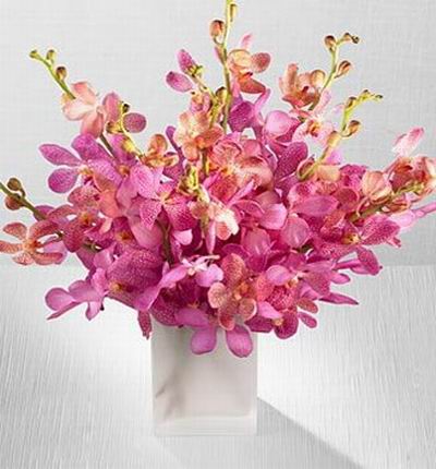 Singaporeroses Orchids for Singapore