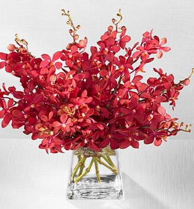 Singaporeroses Orchids for Singapore