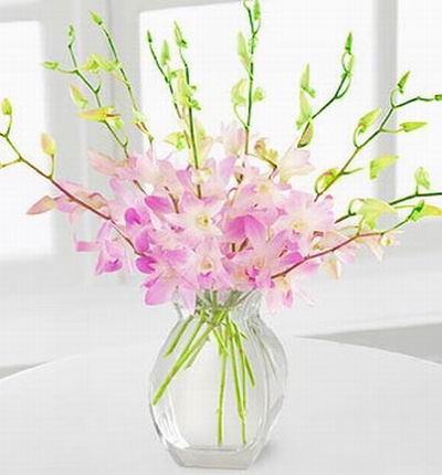 Singaporeroses Orchids for Singapore