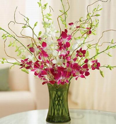 Singaporeroses Orchids for Singapore