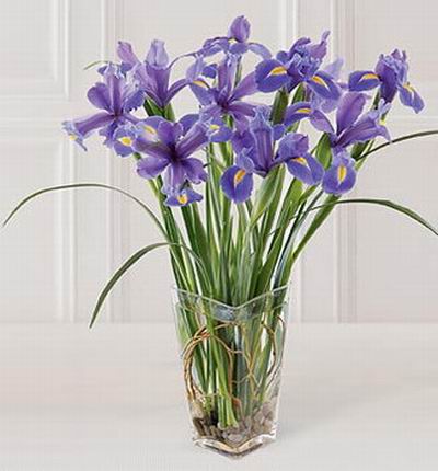 Floristcare Iris for Asia