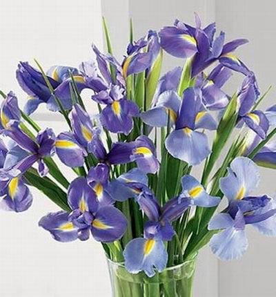 Floristcare Iris for Asia