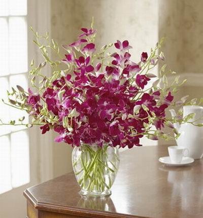Singaporeroses Orchids for Singapore