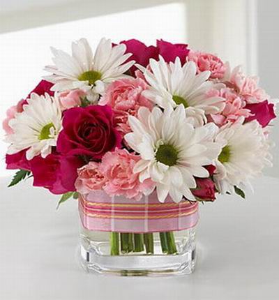Macau_flowers Daisies for Macau