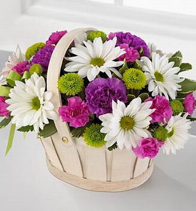 Macau_flowers Daisies for Macau