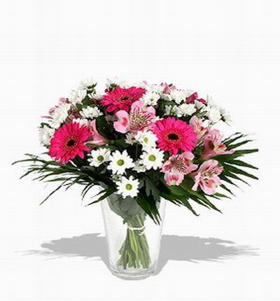 Macau_flowers Daisies for Macau