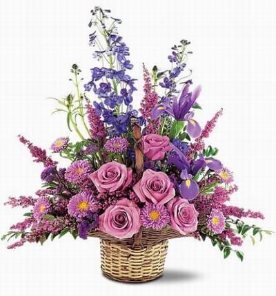 Floristcare Iris for Asia