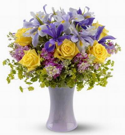 Floristcare Iris for Asia