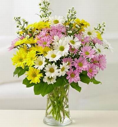 Macau_flowers Daisies for Macau