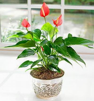 Singaporeroses Plants for Singapore