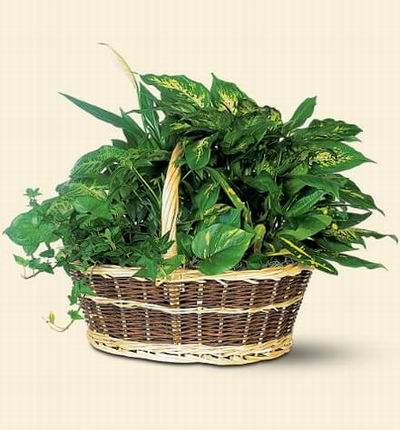 Singaporeroses Plants for Singapore
