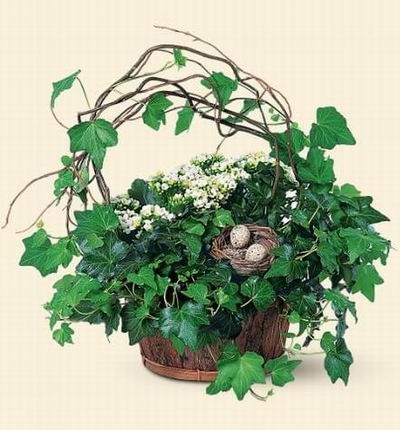 Singaporeroses Plants for Singapore