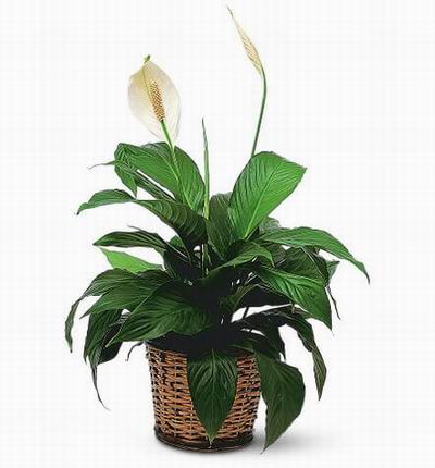 Singaporeroses Plants for Singapore