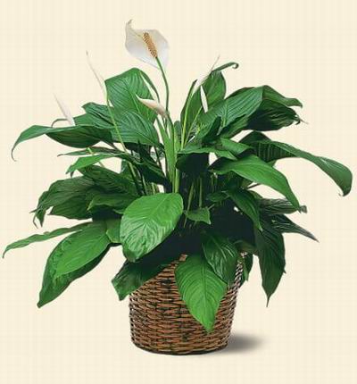 Singaporeroses Plants for Singapore