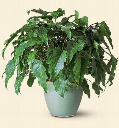 Singaporeroses Plants for Singapore