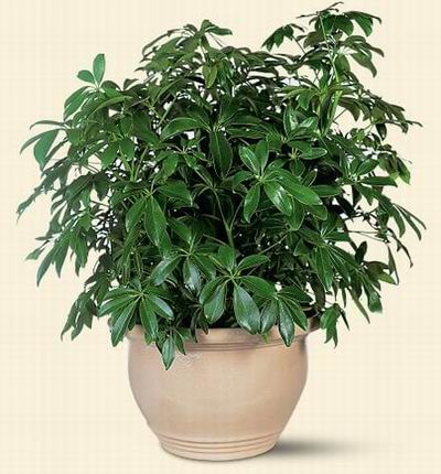 Singaporeroses Plants for Singapore