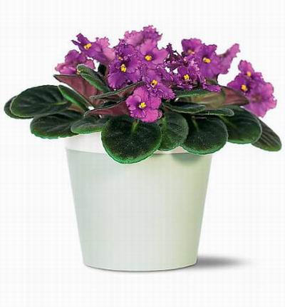 Singaporeroses Plants for Singapore