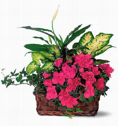 Singaporeroses Plants for Singapore