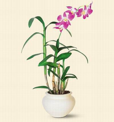 Singaporeroses Orchids for Singapore