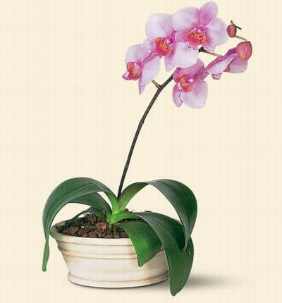 Singaporeroses Orchids for Singapore