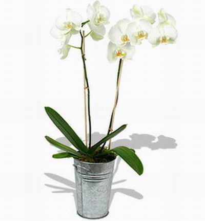 Singaporeroses Orchids for Singapore