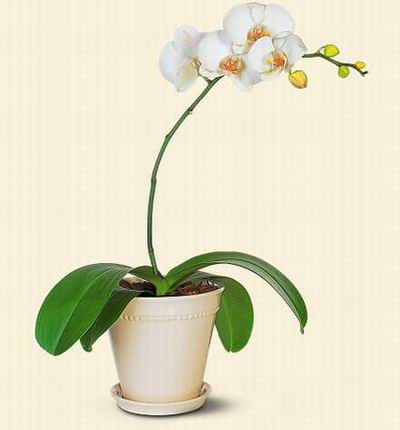 Singaporeroses Orchids for Singapore