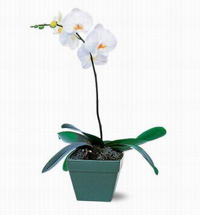Singaporeroses Orchids for Singapore