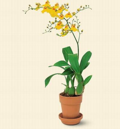 Singaporeroses Orchids for Singapore