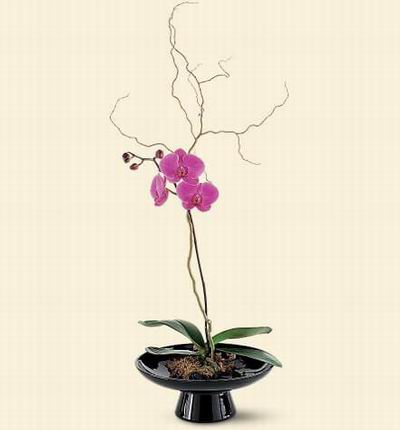 Singaporeroses Orchids for Singapore