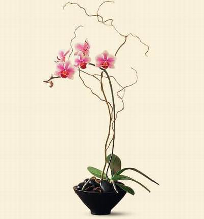 Singaporeroses Orchids for Singapore