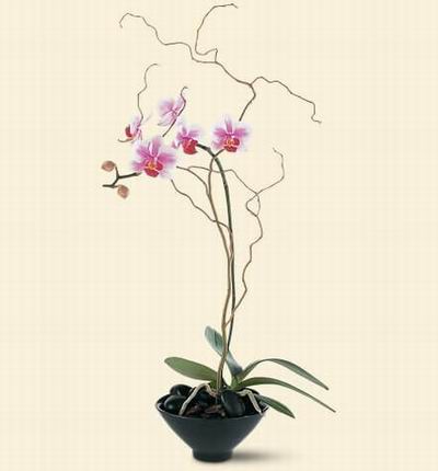 Singaporeroses Orchids for Singapore