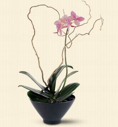 Singaporeroses Orchids for Singapore