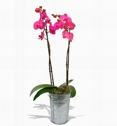 Singaporeroses Orchids for Singapore